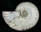 Silver Iridescent Ammonite - Madagascar #5342-1
